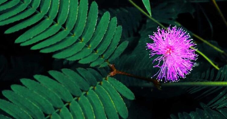 Las semillas de mimosa Pudica ayudan a eliminar los parásitos del cuerpo. 