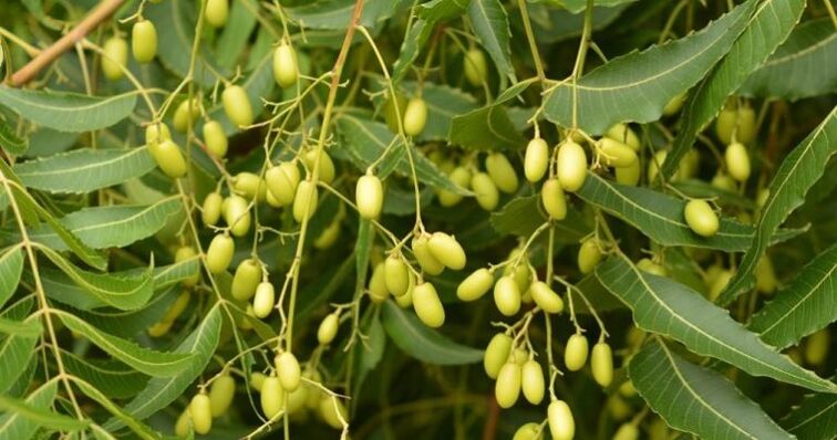 neem elimina los parásitos del cuerpo