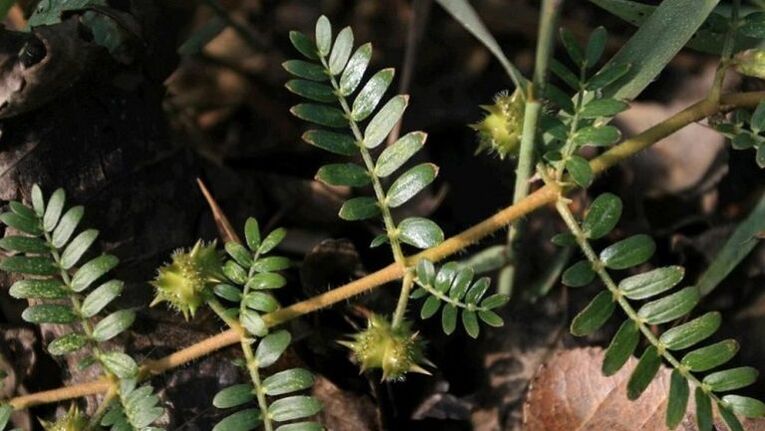 tribulus ayuda a eliminar eficazmente los parásitos del cuerpo