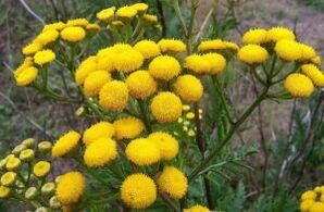 Enemigo de Tansy