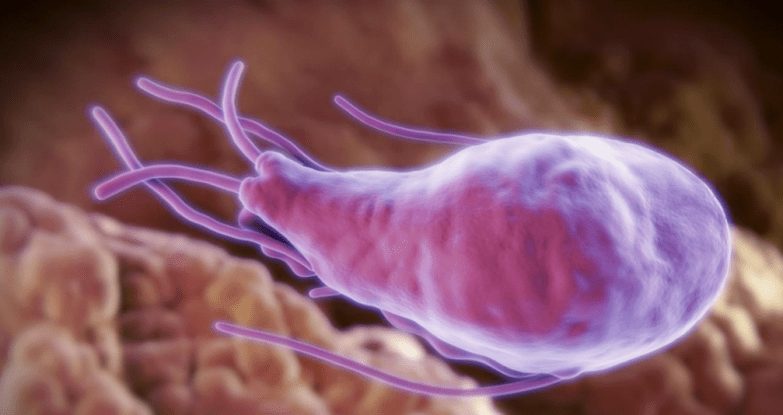 Alveococcus y Echinococcus