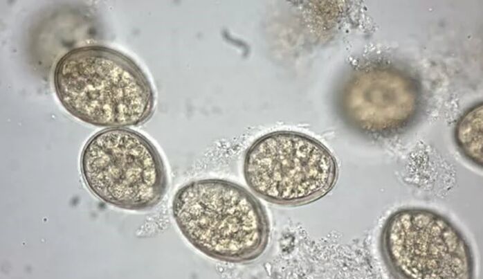 parásitos bajo un microscopio